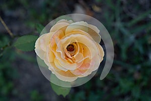 Roses in different hues in natural light