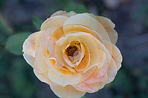 Roses in different hues in natural light