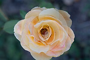 Roses in different hues in natural light