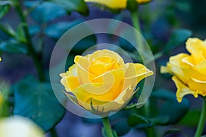 Yellow Roses in natural light, summer garden
