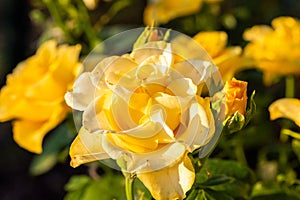 Roses in different yellow hues in natural light