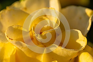 Roses in different yellow hues in natural light