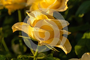 Roses in different yellow hues in natural light