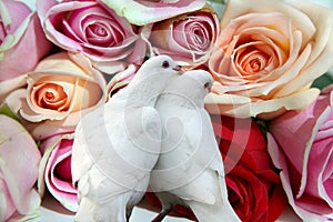 Roses and doves