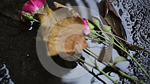 Roses falling in water on ground, victims of domestic violence, male chauvinism