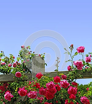 Roses on a fence