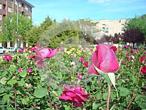 Roses photo