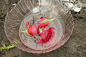 Roses floating in bowl water