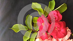 Roses. Floral stilling with copy space. Flower art.