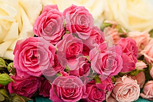 Roses flower background. Selective focus. Pink and white macro rose. Valentine and mother day. Wedding concept
