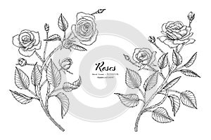 Roses flower and leaf hand drawn botanical illustration with line art