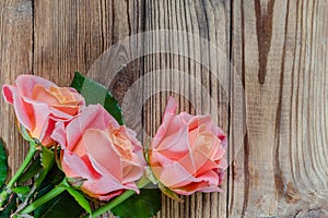 Roses flower on rustic background