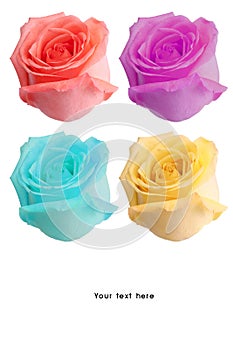 Roses flower for special occasion valentine day