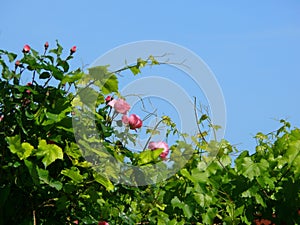 Pink Rosebush  photo