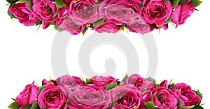 Roses Flowers Festive Border Congratulation Concept Isolated on