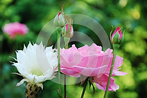 Roses and flowers in the garden