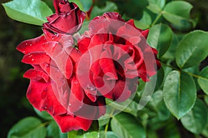 Roses flowers growing outdoors, nature, blossoming flower/Red flower of a rose. Beautiful nature scene with blooming red flower of