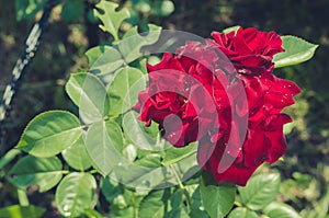 Roses flowers growing outdoors, nature, blossoming flower/Red flower of a rose. Beautiful nature scene with blooming red flower of