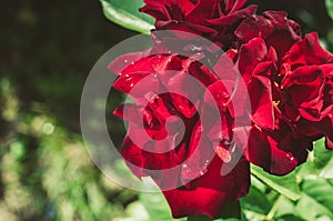 Roses flowers growing outdoors, nature, blossoming flower/Red flower of a rose. Beautiful nature scene with blooming red flower of