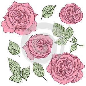 Roses. Flowers, leaves and branches. Botanical elements set. Hand drawing. Black engraving, graphics, line art. Vintage