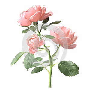 Roses flowers. Pink floral branch with buds and green leaves on white background