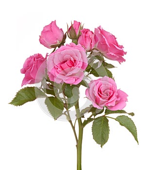 Roses flowers pink rose flower