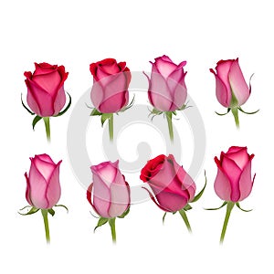 Roses flowers set isolated on white background. Roses bud collection, Closeup. Generative AI