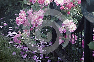 Roses and a Forged Fence in a Garden