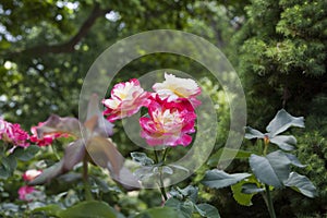 Roses with Fountain at Merrick Rose Garden at Merrick Rose Garden