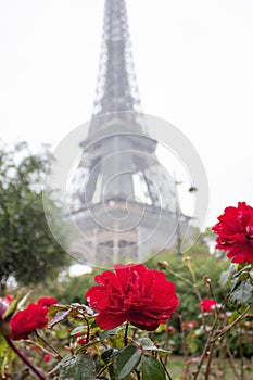 Roses in Front of the Eiffel Tower in France. Paris is a Place of Love and Romantic Encounters photo