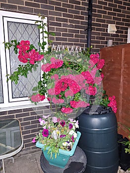 Roses, full bloom roses