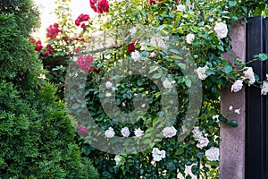 Roses garden in front of a beautiful rural cottage