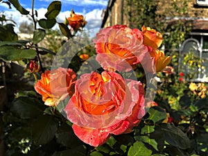 Roses, in a garden, on the outskirts of, Bradford, Yorkshire, UK