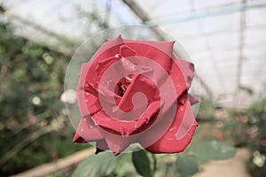 Roses in the garden. red rose. Beautiful rose. valentine background.