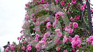 Roses in the garden. Rose variety Polka. Beautiful Red rose on Black background. Petals of Blooming pink rose flower