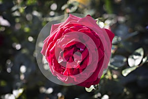 Roses in the garden, Roses are beautiful with a beautiful sunny day