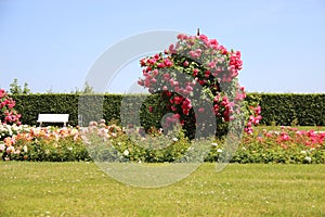 Roses Garden With Tree Fence And Warm Sunlight