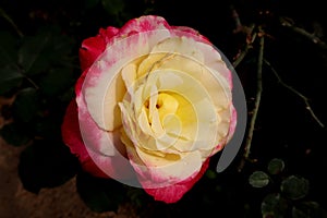 Roses in the garden. Yellow and Pink rose. Beautiful rose. valentine background.