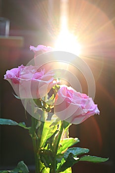 The roses glowed with the morning sun shining through the crack in the door. photo
