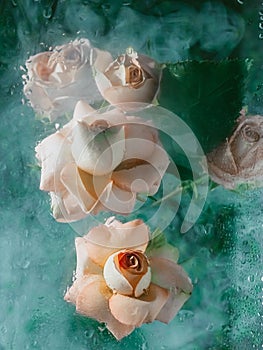 Roses with green leaves levitated in smoke