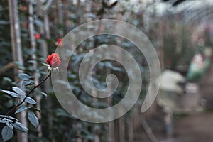 Roses grow on a cutting plantation during the harvest period