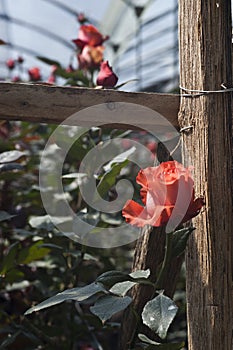 Roses grow on a cutting plantation during the harvest period