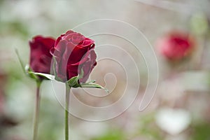 Roses grow on a cutting plantation during the harvest period