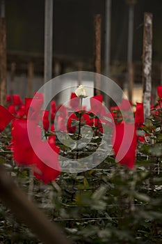 Roses grow on a cutting plantation during the harvest period