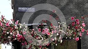 Roses growing on building at prinsengracht prince`s canal in amsterdam