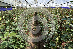 Roses growing in a greenhouse at Cayambe in Ecuador.