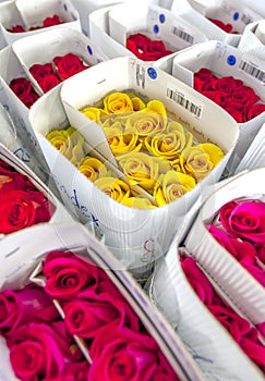 Packed roses at the Hacienda La Compania Rose Plantation at Cayambe in Ecuador.