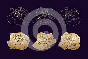 Roses hand drawing engraved. A blossoming rosebud. Golden vector illustration.