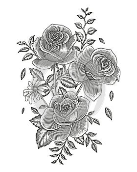 roses hand drawing vintage engraving style