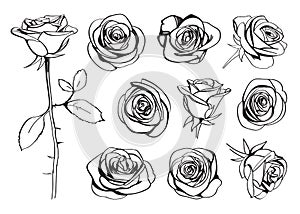 Roses hand drawn set. Vector